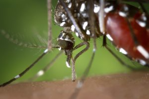 Zika Virus in Maryland: Evolve Medical Clinics Primary Care and Urgent care update for Maryland including Annapolis, Edgewater, Davidsonville, Gambrills, Crofton, Bowie, Severna Park, Arnold, Pasadena and Glen Burnie