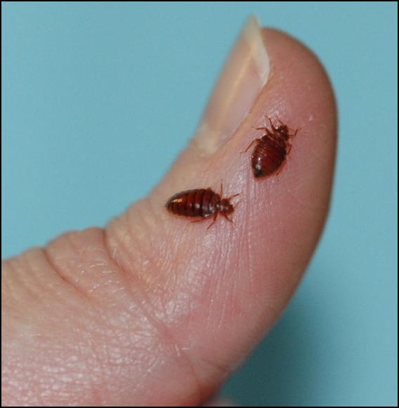 Bedbugs: An Annapolis Urgent Care Spotlight